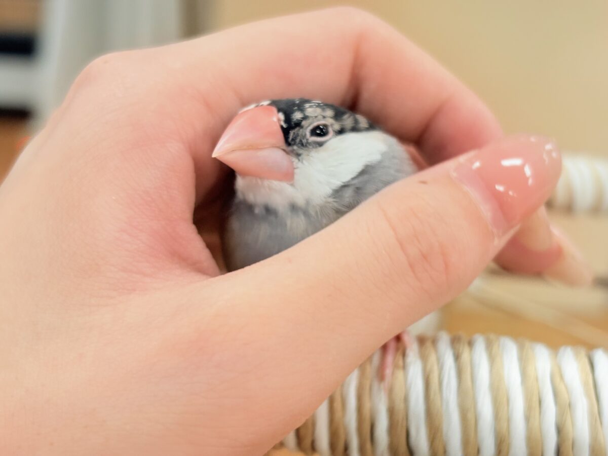 桜文鳥