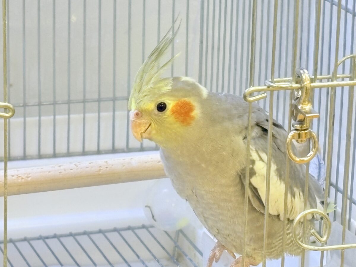 毎日のんびりまったり〜🍵オカメインコ(ノーマル)