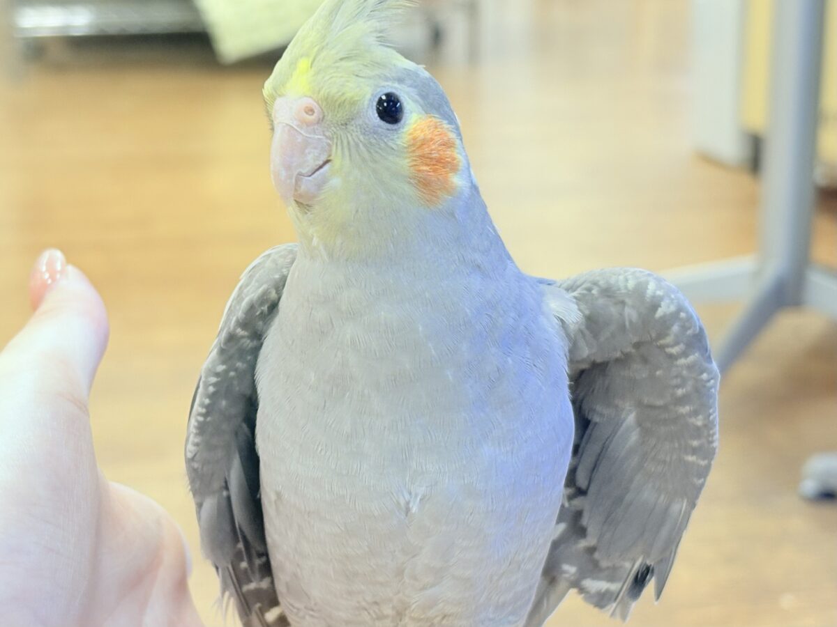 ま*】様 シマリスおかめインコ 毎日のんびりまったり〜🍵オカメインコ(ノーマル)