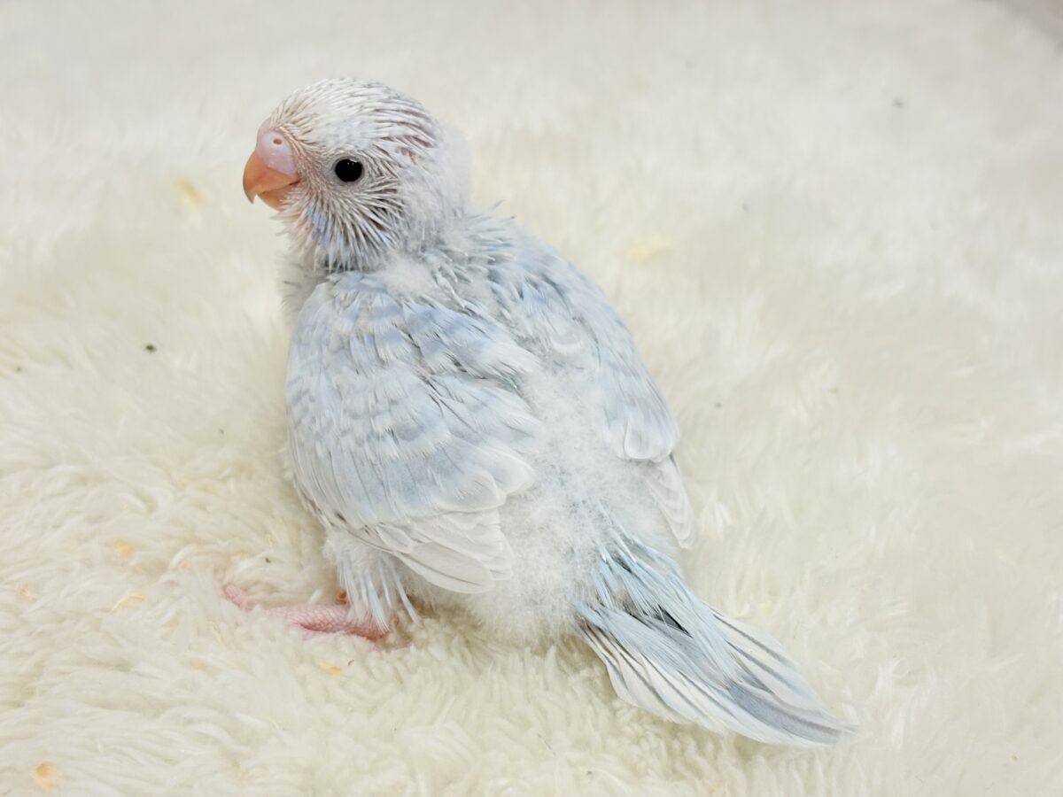 セキセイインコ