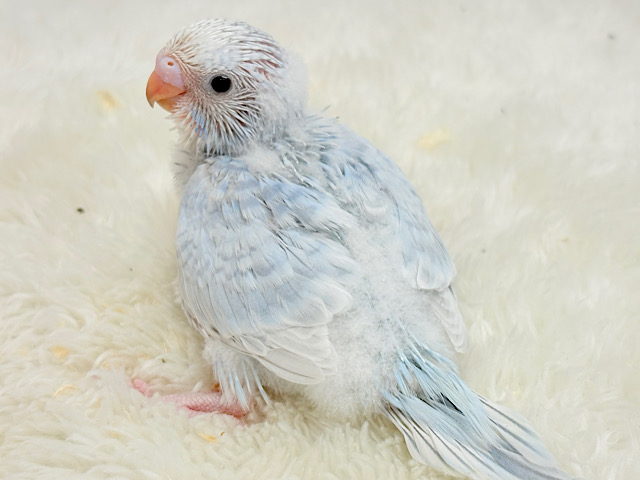 爽やか涼しげカラーの子🐣🫧セキセイインコ(スパングル) ヒナ