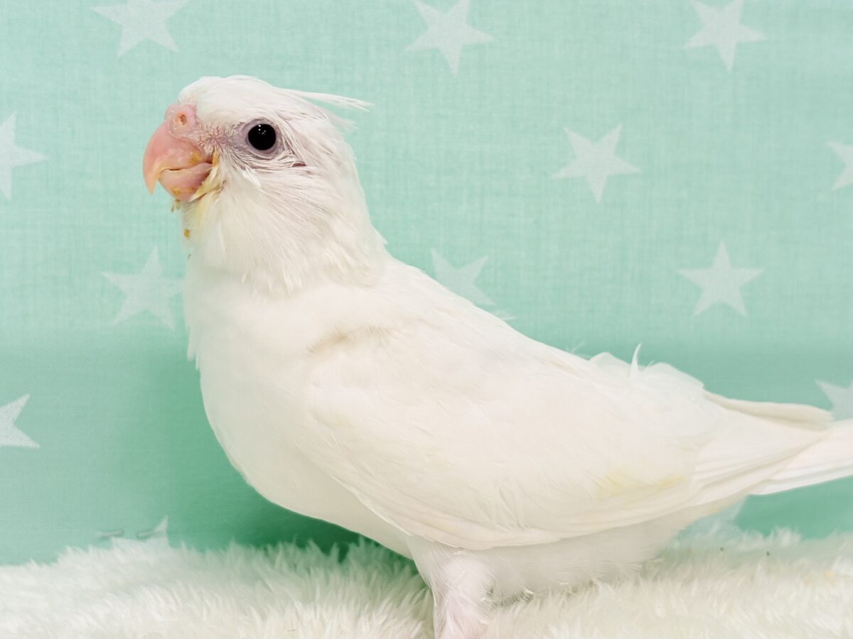 オカメインコ