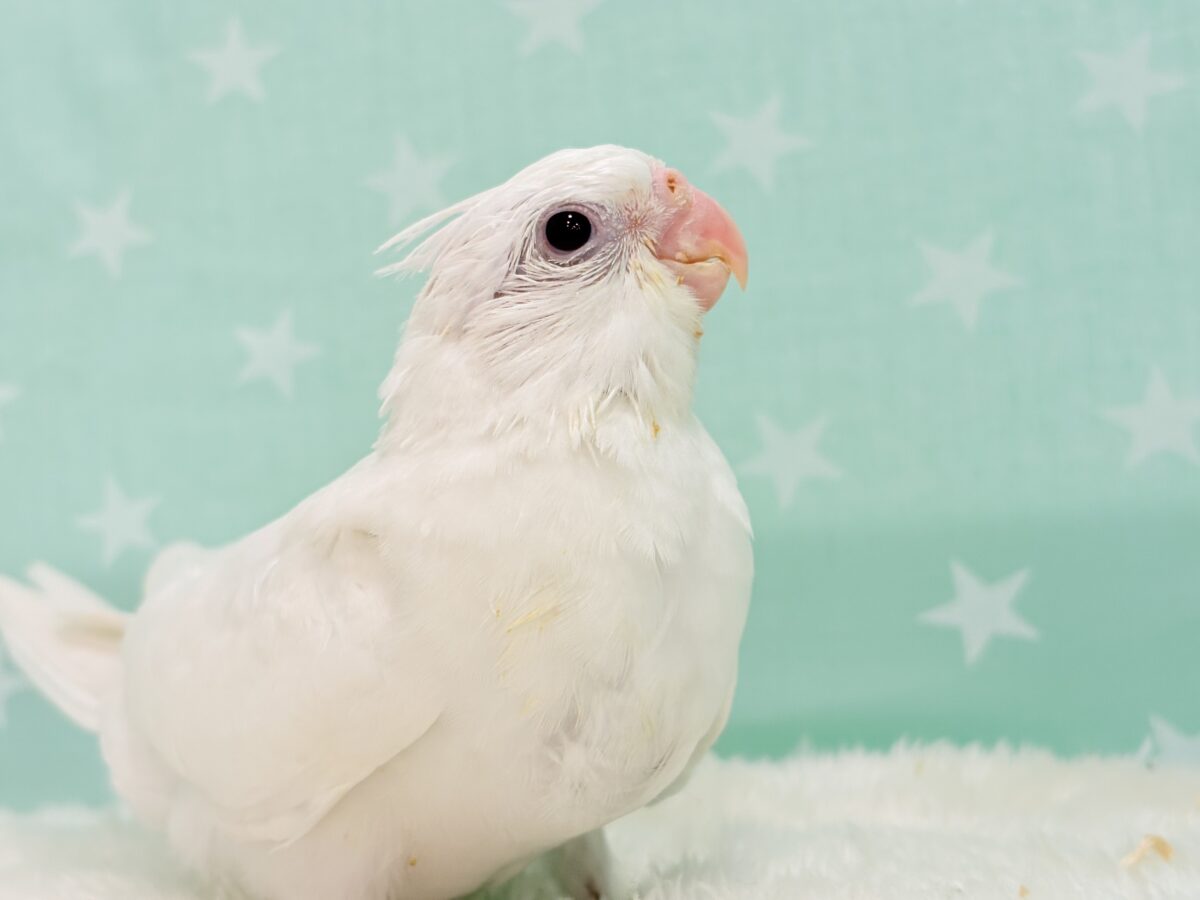 オカメインコ