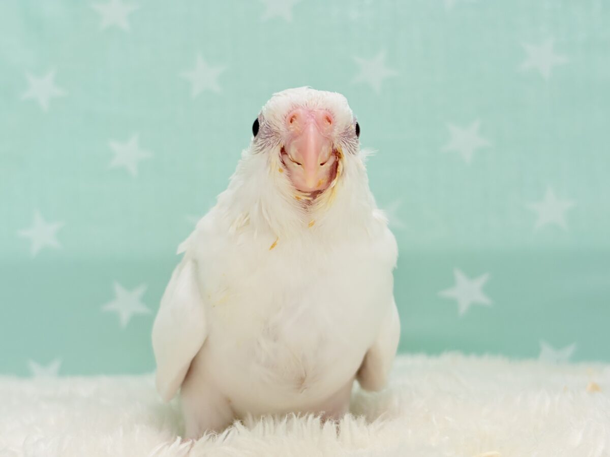 オカメインコ