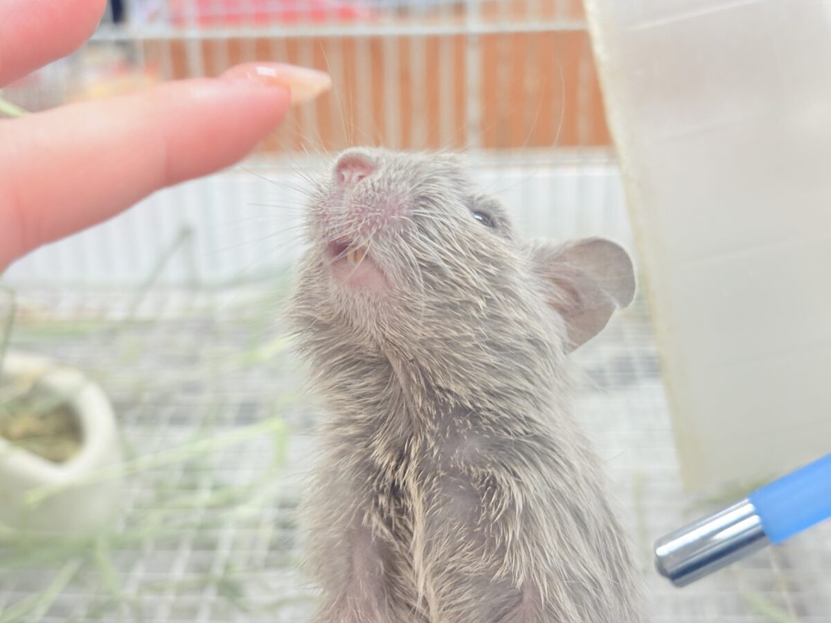 個性派カラーとかわいいお顔立ち💕💕💕デグー(シルバー) デグー