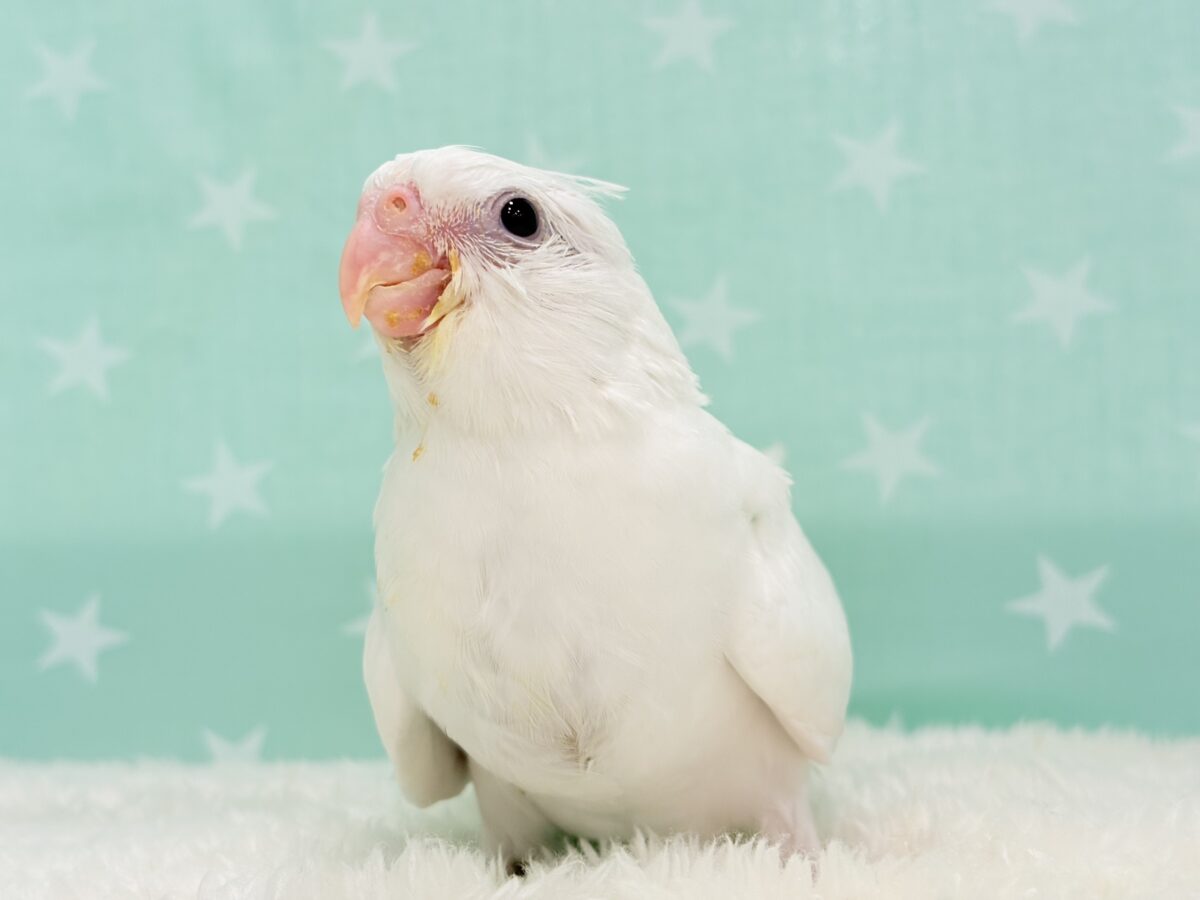 オカメインコ