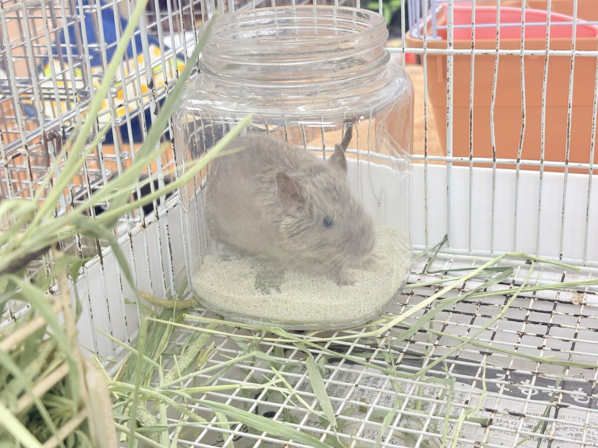 個性派カラーとかわいいお顔立ち💕💕💕デグー(シルバー) デグー
