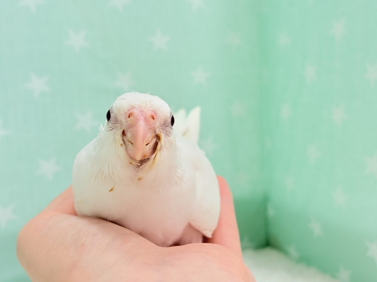 オカメインコ