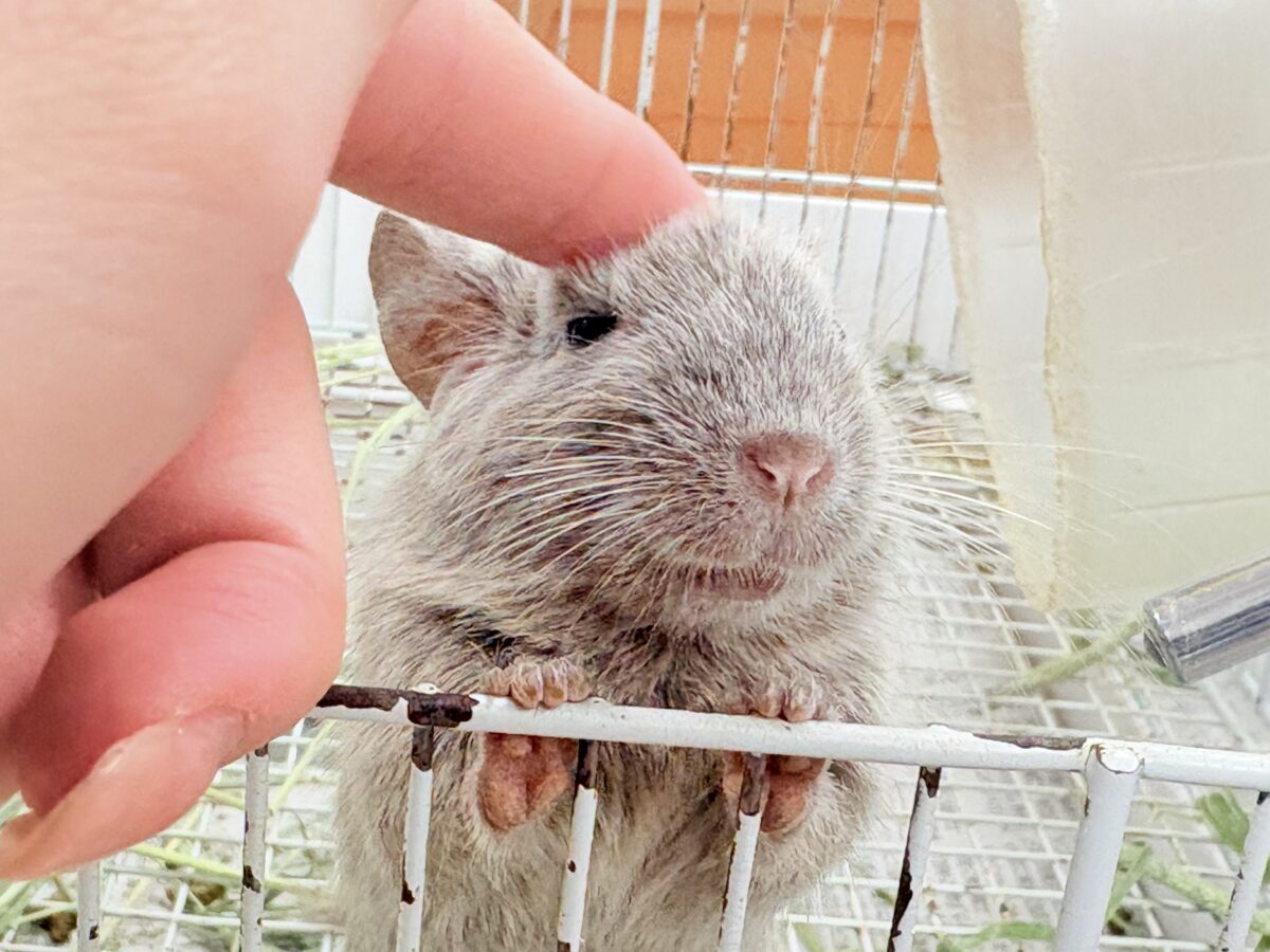 個性派カラーとかわいいお顔立ち💕💕💕デグー(シルバー) デグー