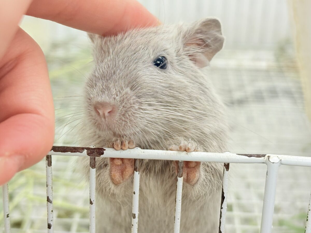 個性派カラーとかわいいお顔立ち💕💕💕デグー(シルバー)