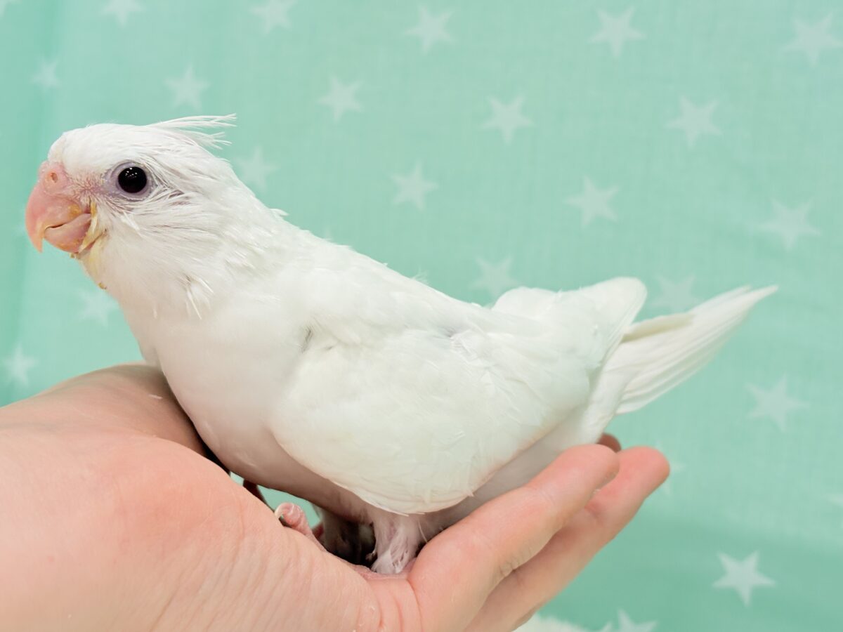 オカメインコ