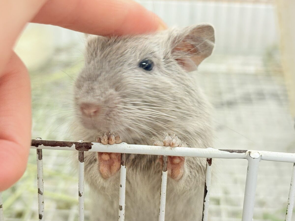 個性派カラーとかわいいお顔立ち💕💕💕デグー(シルバー) デグー
