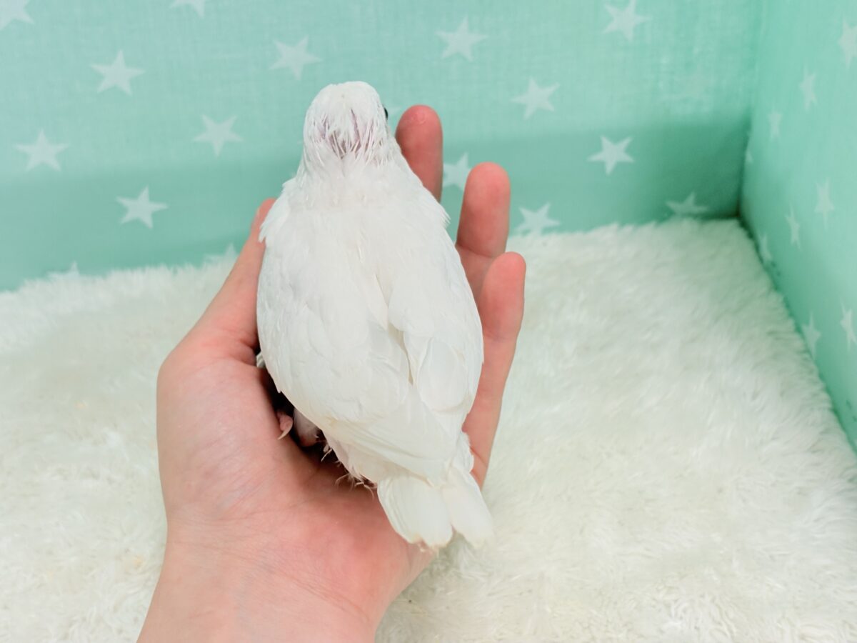 オカメインコ