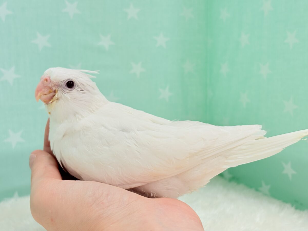 オカメインコ