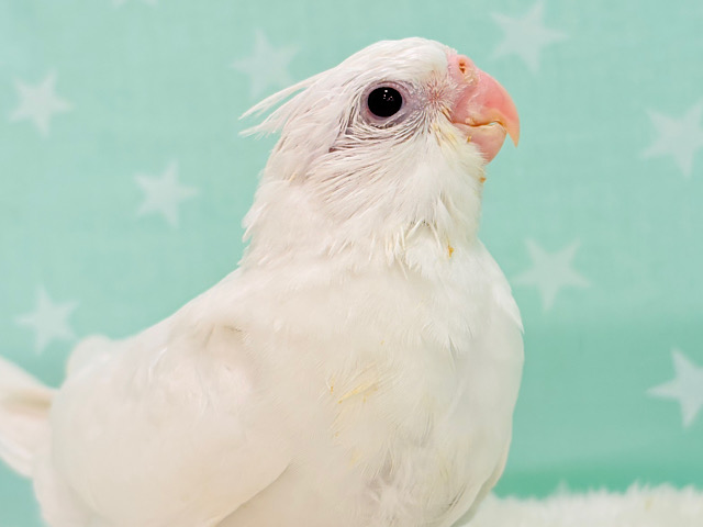 【最新画像更新🪄】おめめきゅるるるんっっっ🐣💫✨オカメインコ(ピュアホワイト) ヒナ