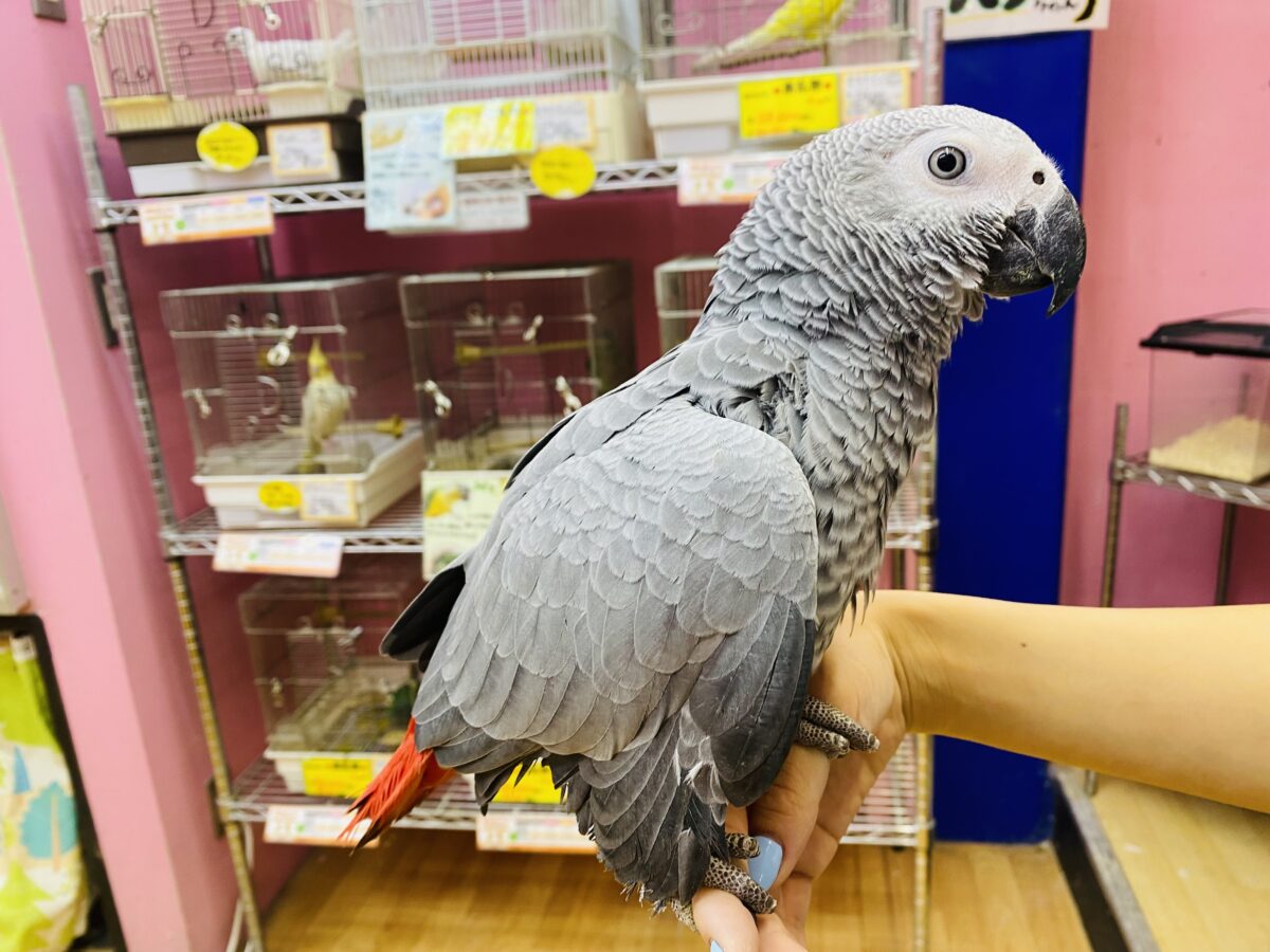 ヨウム
