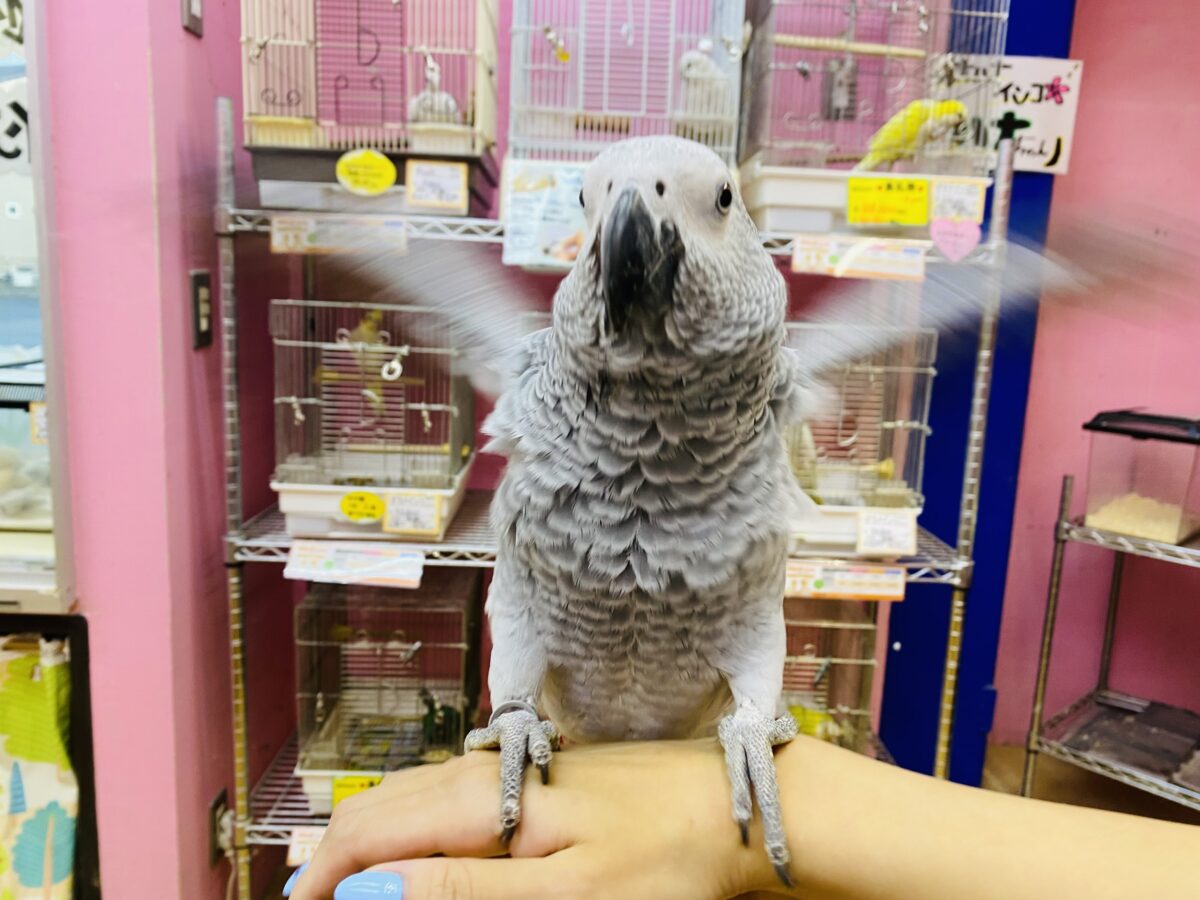 ヨウム