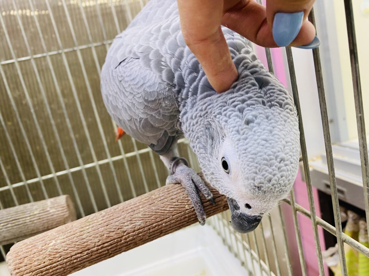 ヨウム