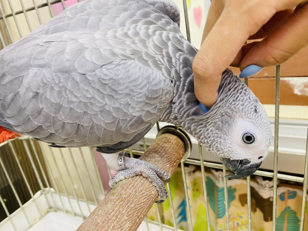 ヨウム