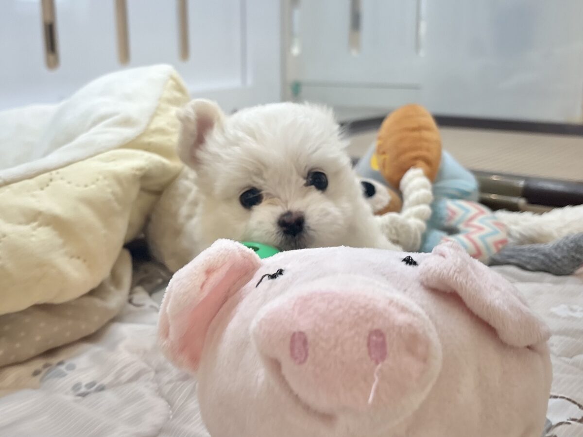 チワマル（マルチワ）