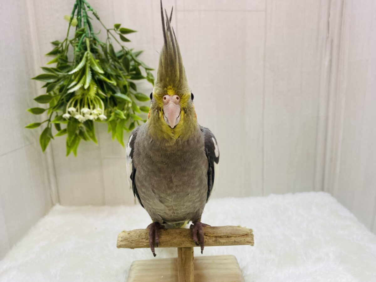 オカメインコ