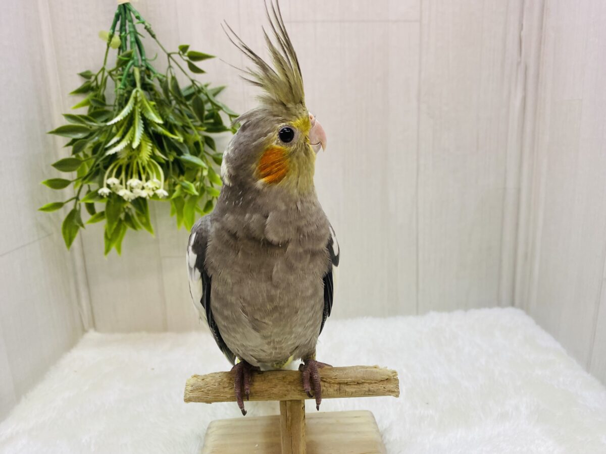 オカメインコ