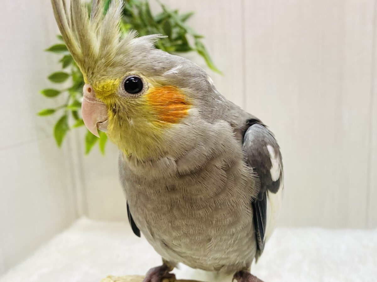 最新画像有ります🌟オカメsmile♥️はい、どーぞ！！オカメインコ(ノーマル)