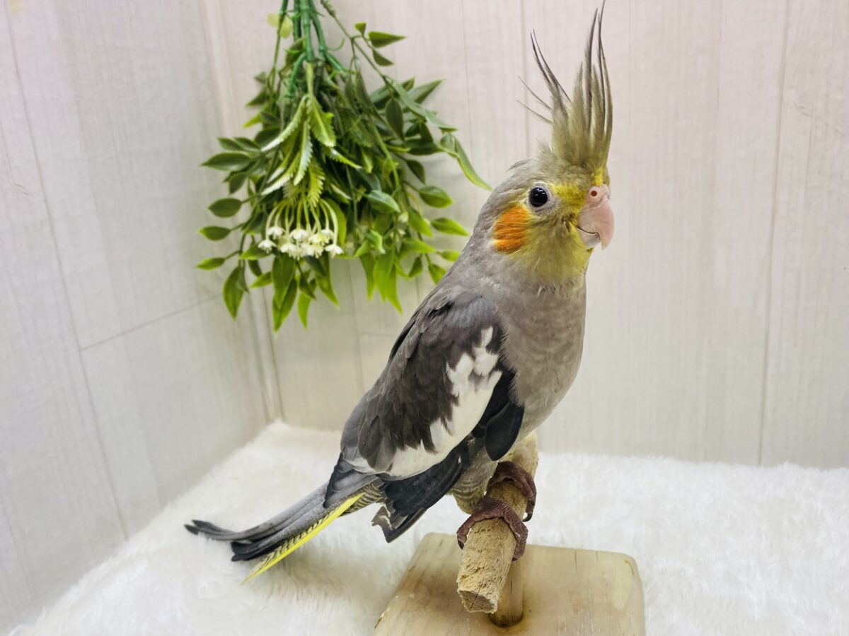 オカメインコ