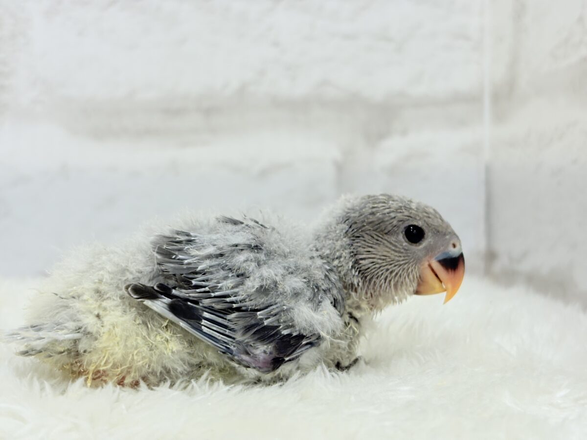 コザクラインコ（小桜インコ）