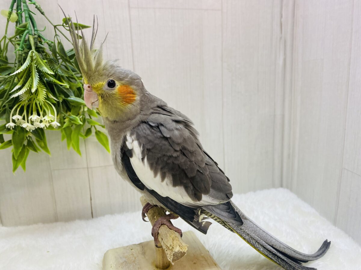 オカメインコ