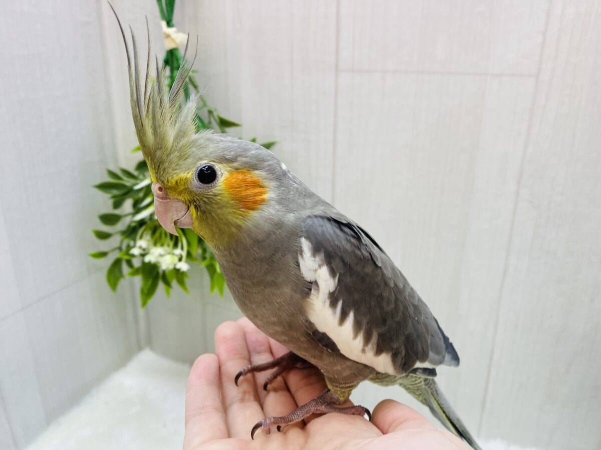 オカメインコ