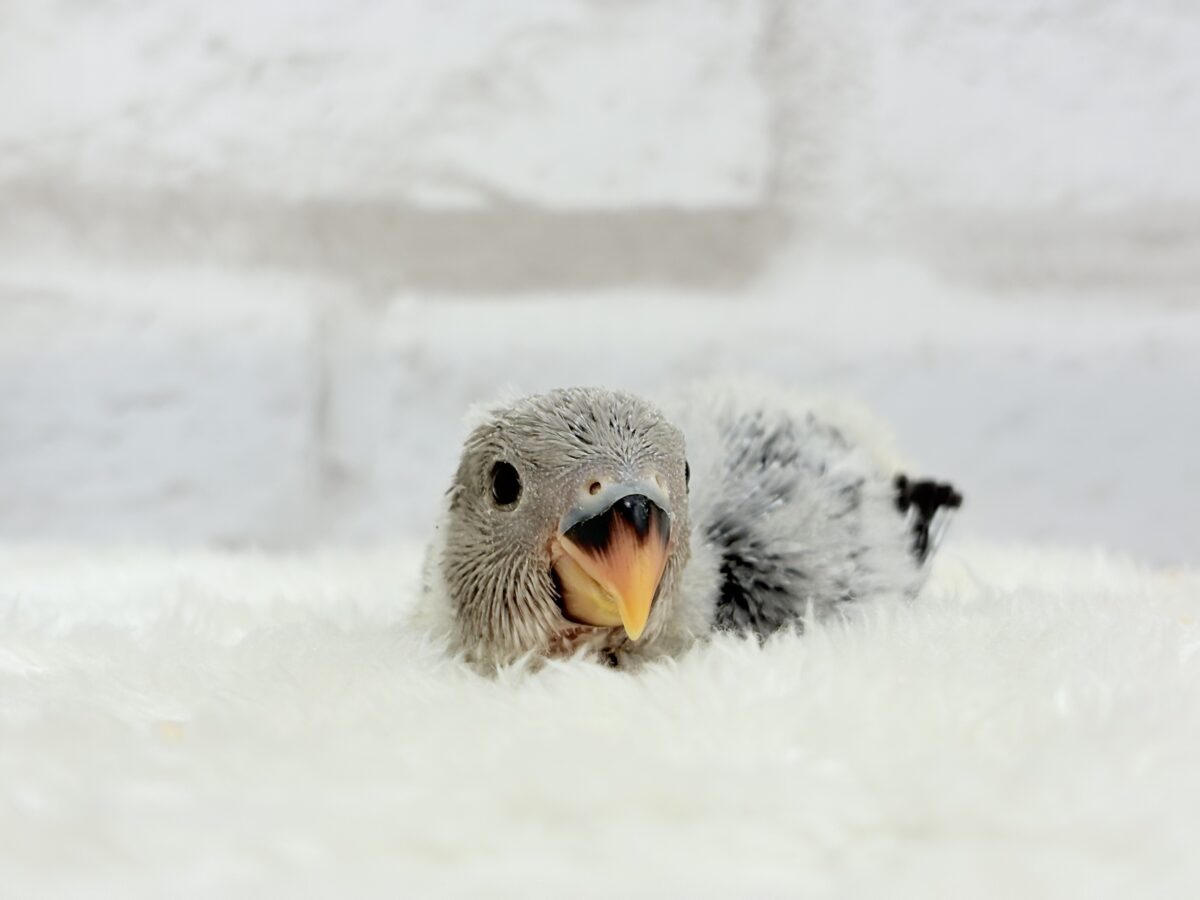 コザクラインコ（小桜インコ）