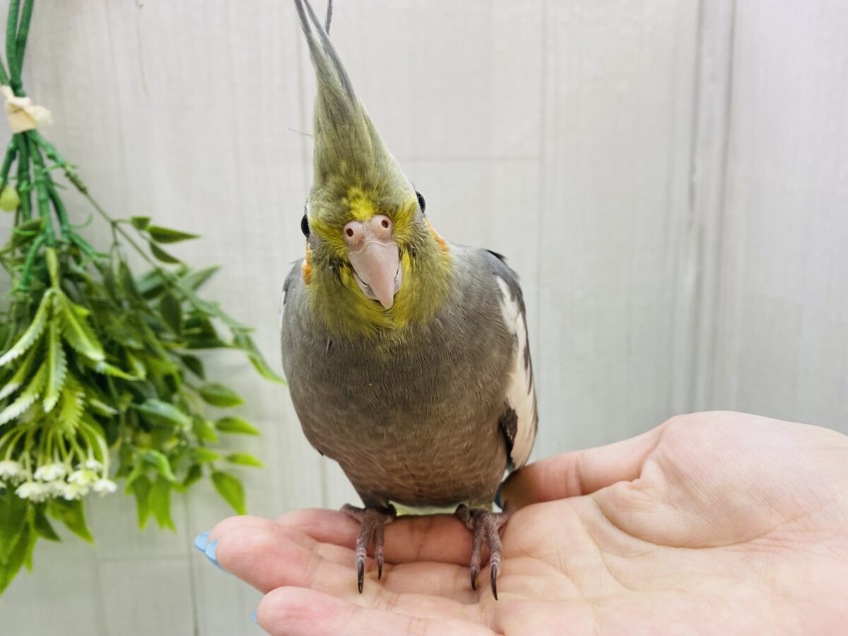 オカメインコ