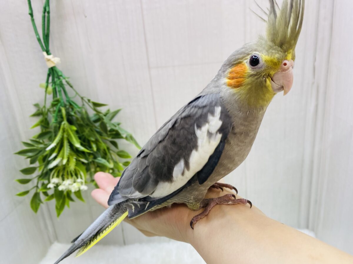 オカメインコ