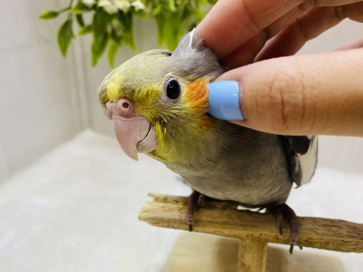 オカメインコ