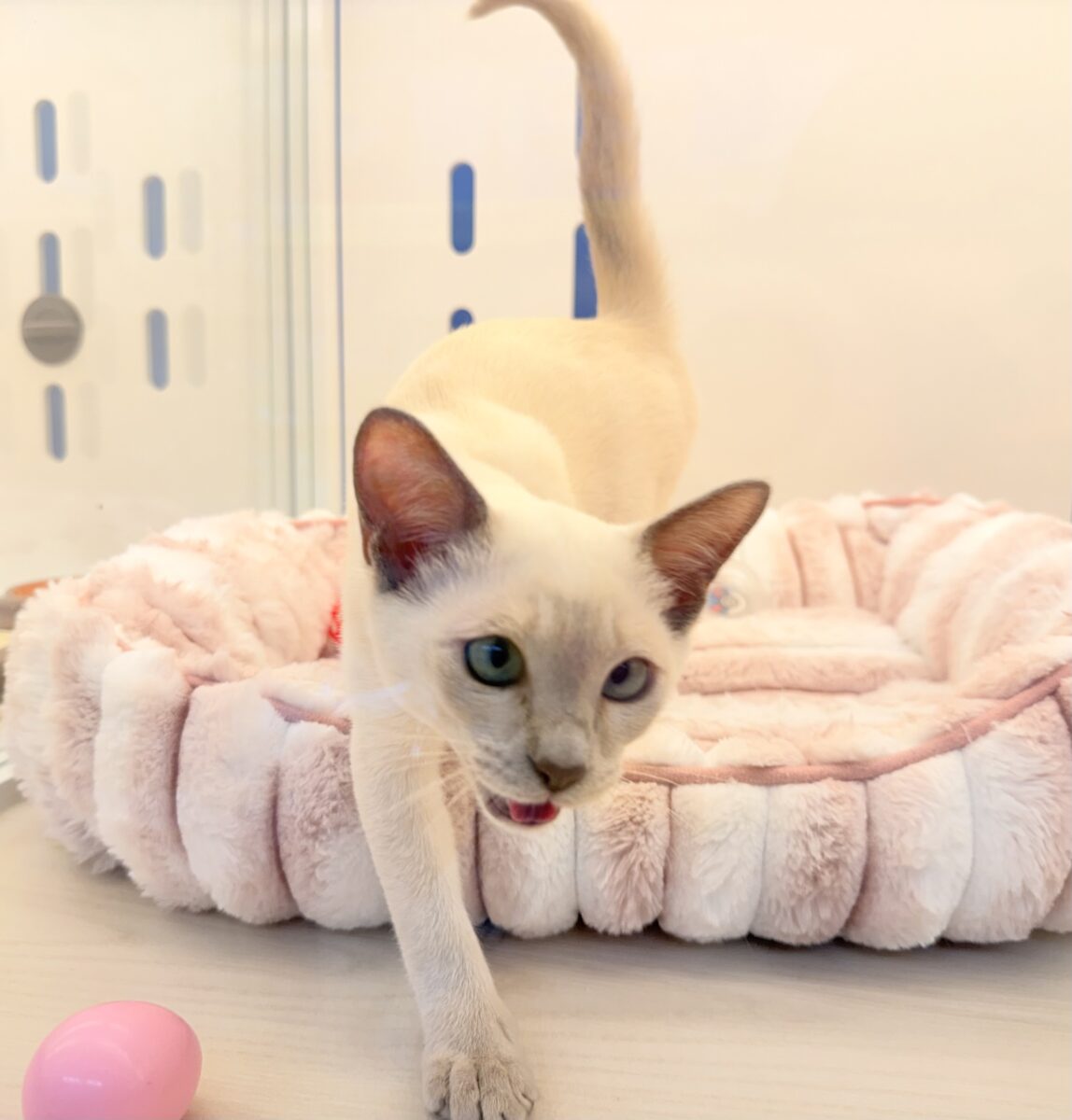 最新📷ふみふみが止まりませんっっっ!トンキニーズちゃん🐈 トンキニーズ