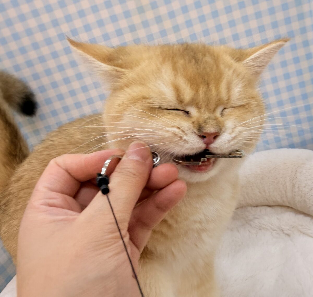 ブリティッシュショートヘア