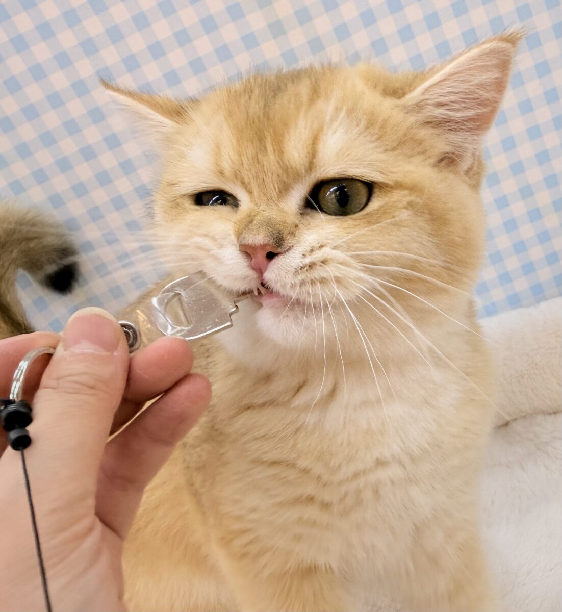 ブリティッシュショートヘア