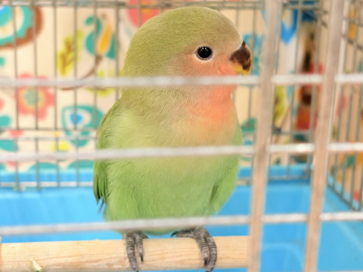 コザクラインコ（小桜インコ）