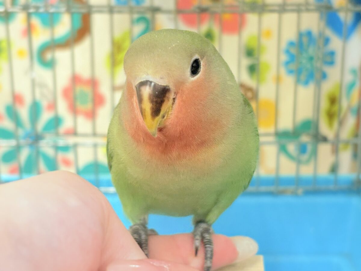 コザクラインコ（小桜インコ）
