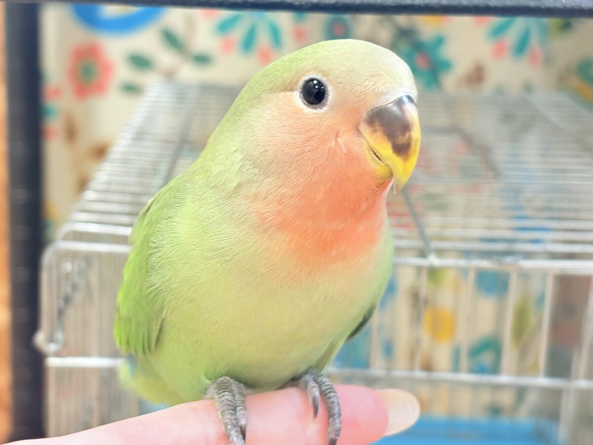 コザクラインコ（小桜インコ）