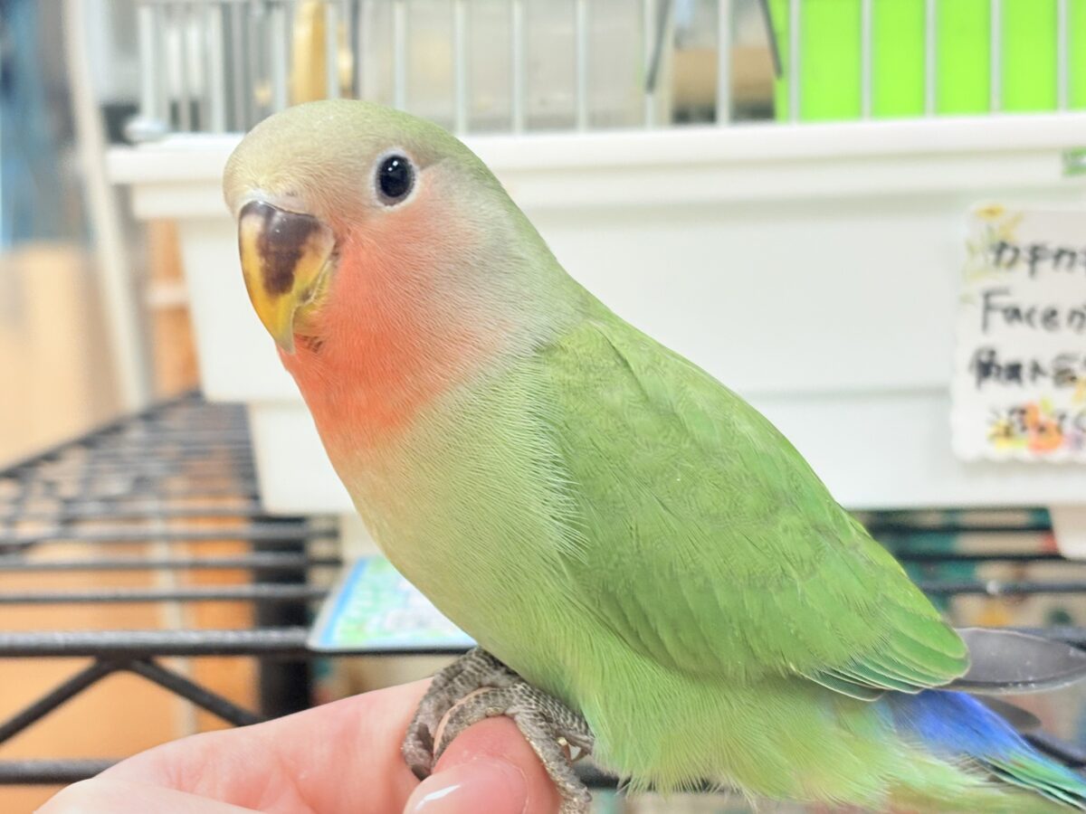 コザクラインコ（小桜インコ）