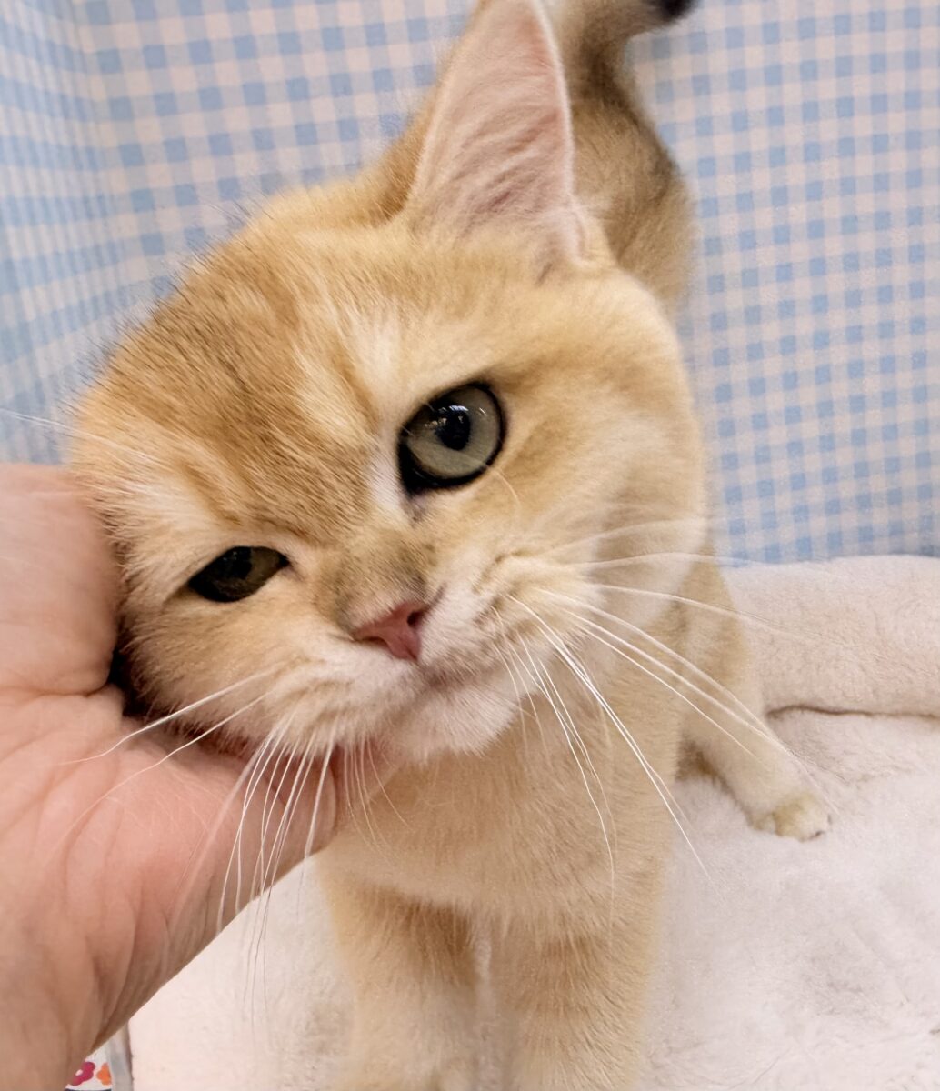 ブリティッシュショートヘア