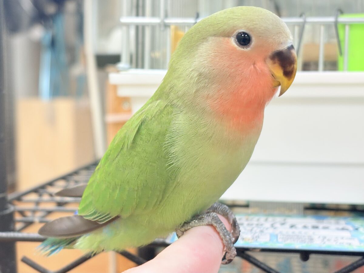 コザクラインコ（小桜インコ）