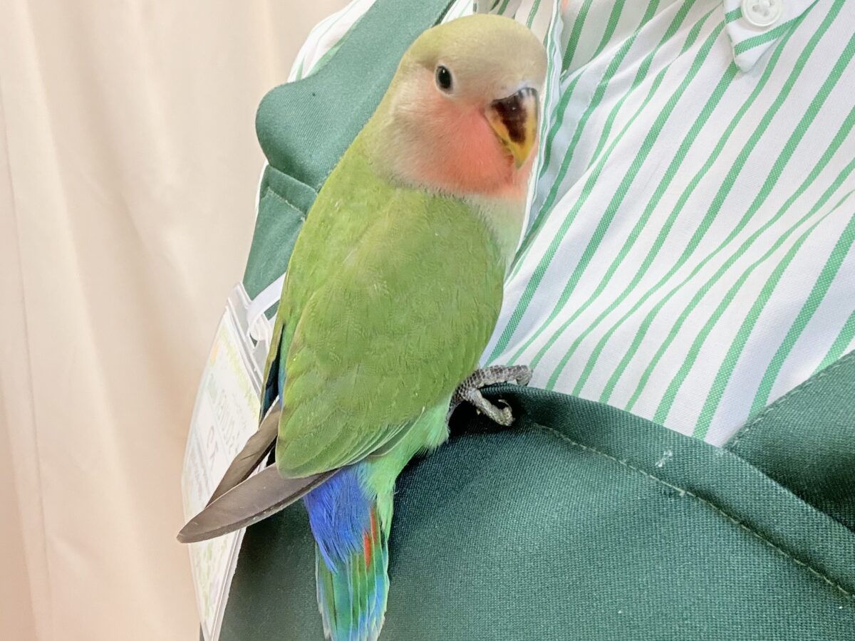 コザクラインコ（小桜インコ）