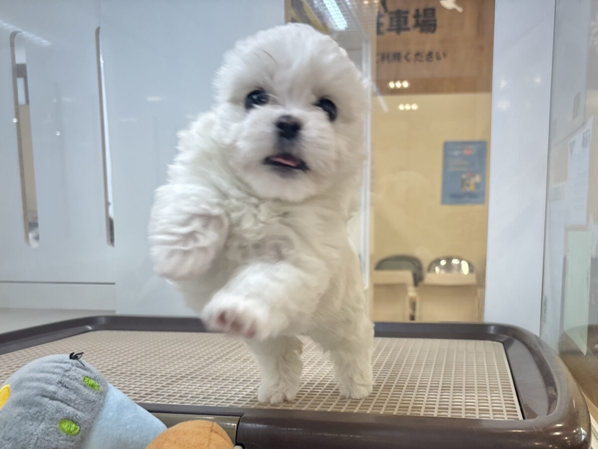チワマル（マルチワ）