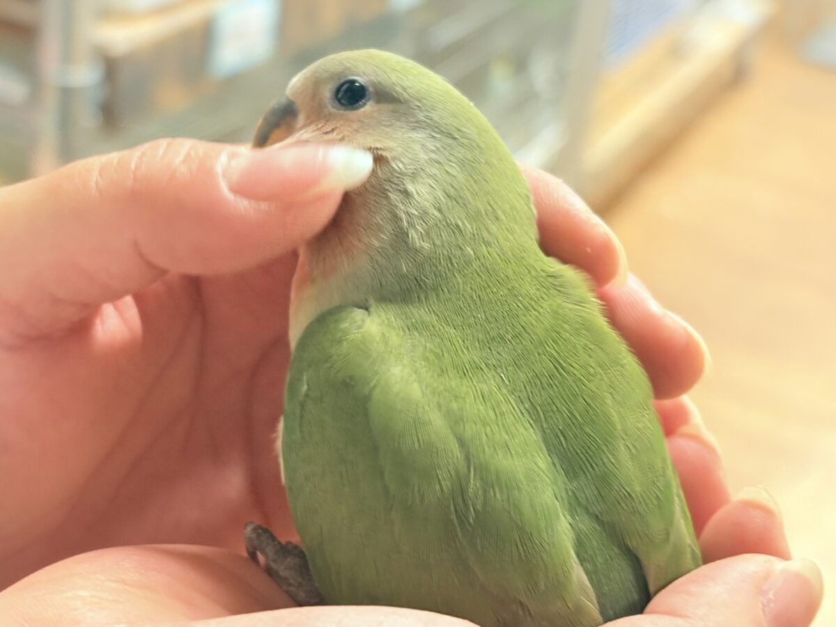 コザクラインコ（小桜インコ）