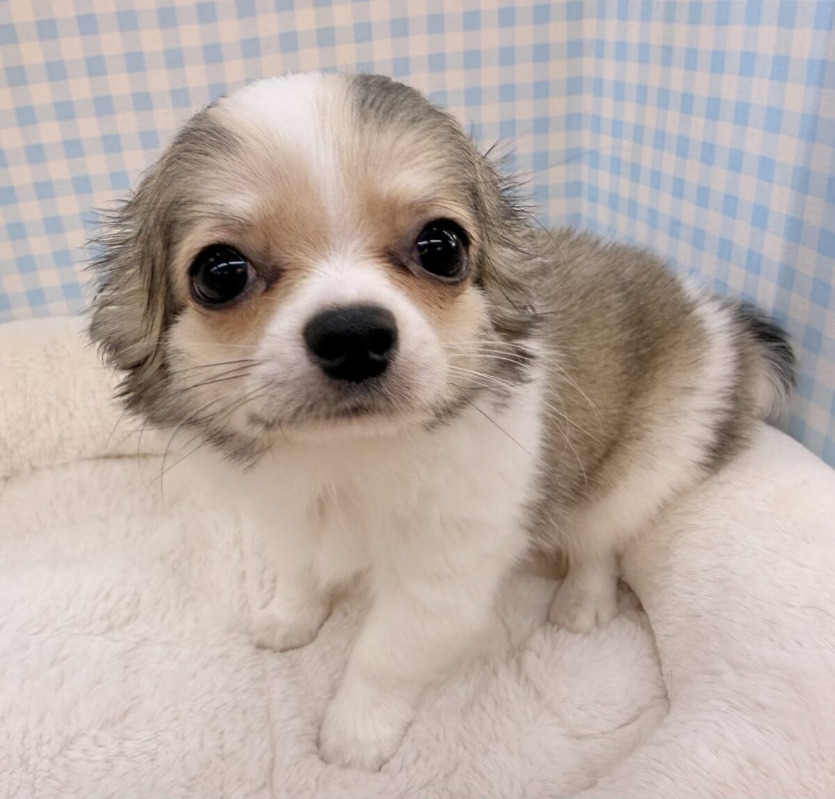 チワワ