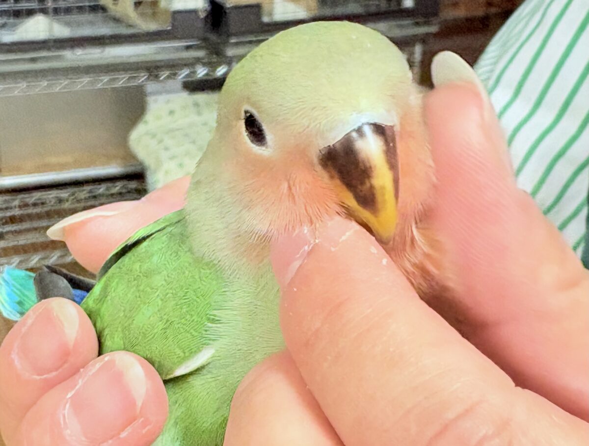 コザクラインコ（小桜インコ）