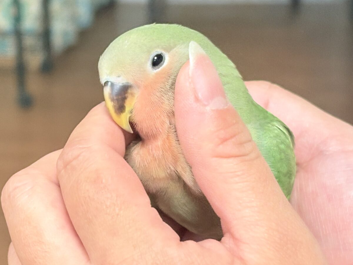 コザクラインコ（小桜インコ）